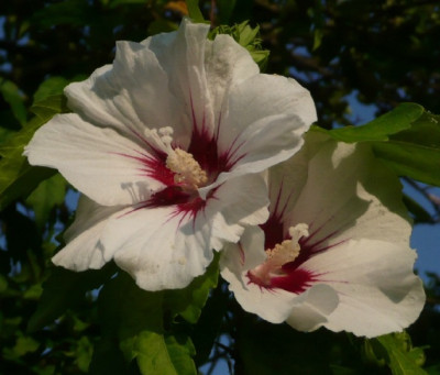 c_hibiscus_3.jpg