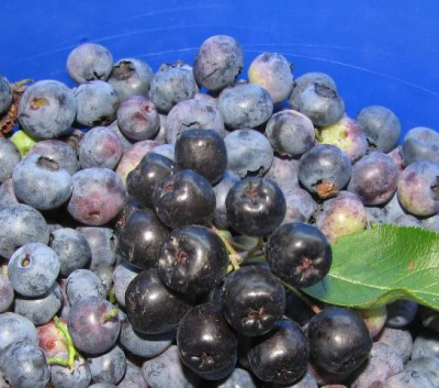 ernte_blau.JPG