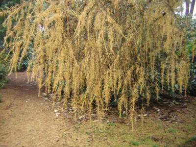 77Larix_x_pendula.jpg