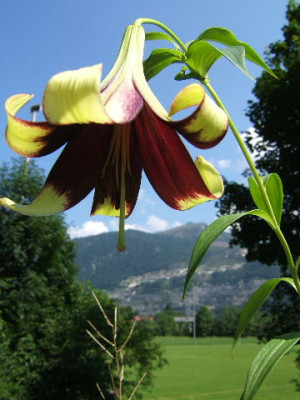 DSCF5597.JPG