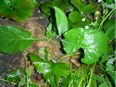 CIMG4879-small.JPG