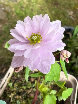 2024-03-30 Anemonella thalictroides Rosenquarz.jpg