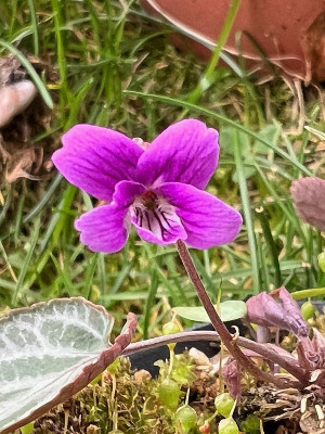 2024-03-28 Viola variegata 2.jpg