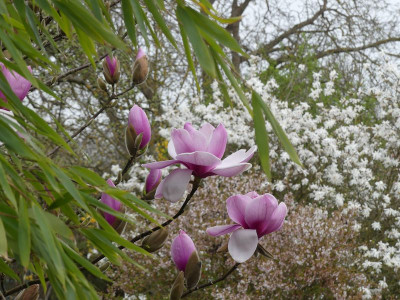 2024-03-30 Magnolia 'Atlas' 1.jpg