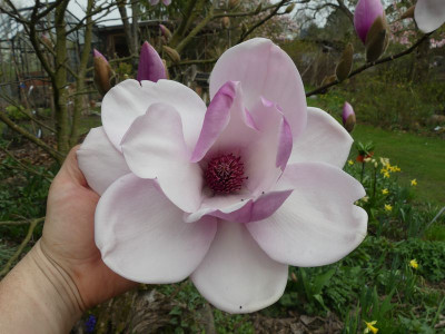 2024-03-30 Magnolia 'Atlas' 2.jpg