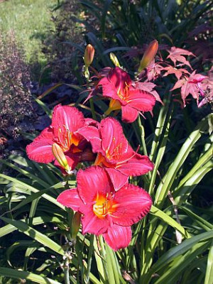 Flamenco_Queen0011.jpg