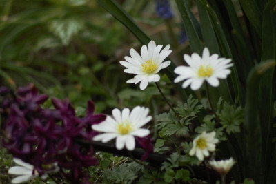 IMG_9295 anemone blanda.jpg