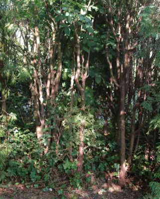 thuja_tote_ecke.jpg