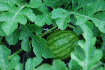 Wassermelone_26.07..jpg