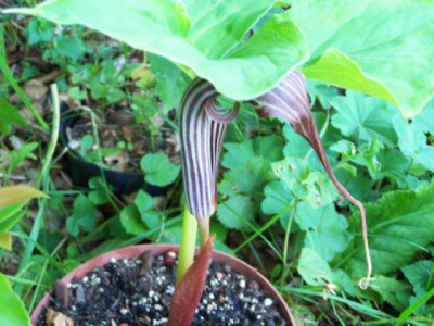 100_1453__ARISAEMA_sp.___640.jpg