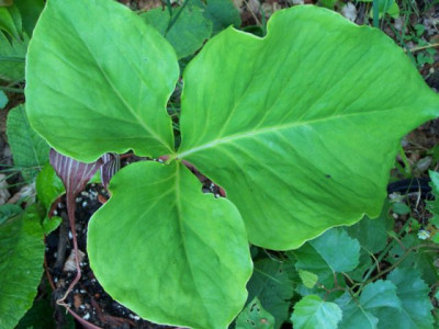 100_1454_ARISAEMA_sp._Blatt___640.jpg