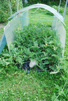 Wassermelonentunnel_26.07..jpg