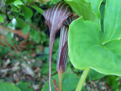 100_1455_ARISAEMA_sp._2___800.jpg