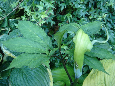 Arisaema__unbekannt_2.JPG