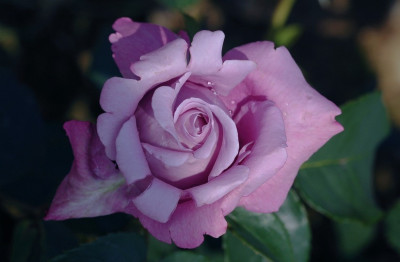 Rosa_Charles_de_Gaulle_1_27-07-2008.jpg
