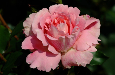 Rosa_Penthouse_1_27-07-2008.jpg