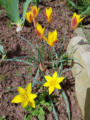 Bot.Tulpen.jpg