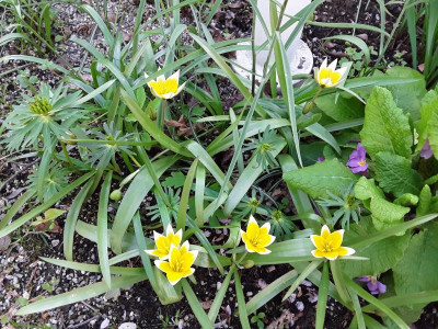 Tulipatarda.jpg