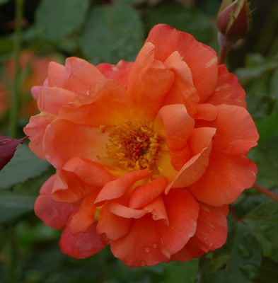 Westerland_0010_DSC_3891.jpg