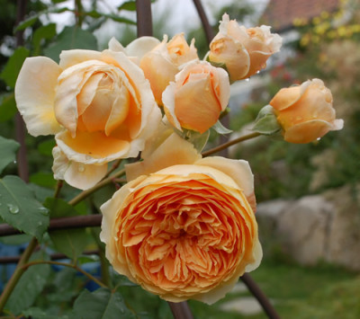 Crown_Princess_Margareth_0010__DSC_3945.jpg