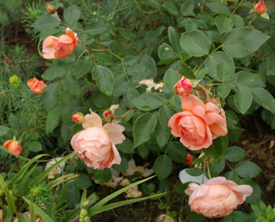 Haeven_on_Earth_0010_DSC_3957.jpg