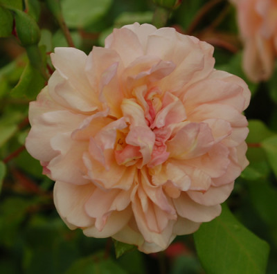 Desprez_a_fleurs_jaun_0010_DSC_3881.jpg