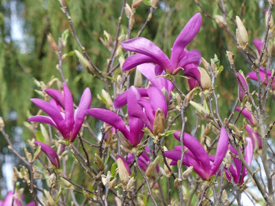 2024-03-31 Magnolia 'Susan' 1.jpg