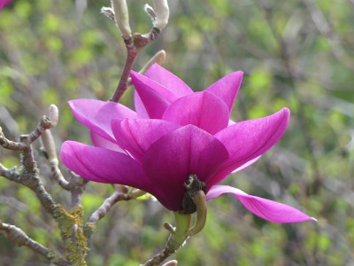 2024-03-31 Magnolia 'Royal Purple' 1.jpg