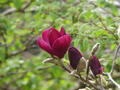 2024-03-31 Magnolia 'Genie' 2.jpg