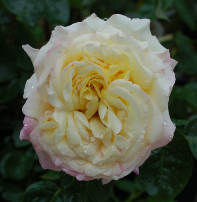 Gloria_Dei_0010_DSC_3827.jpg