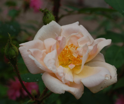 Gabrielle_Noyelle_0010_DSC_3847.jpg