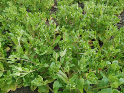 Feldsalat Blüte 20240331.jpeg