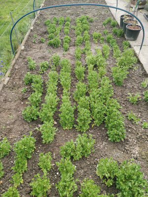Feldsalat Bestand 20240331.jpeg