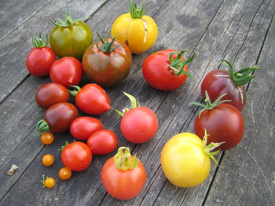 tomatenernte_0672.jpg