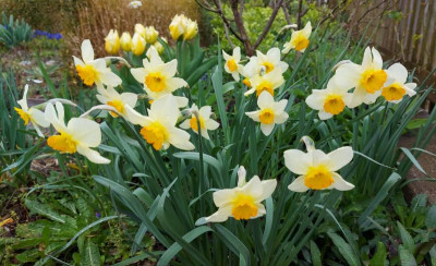 20240401_115146 Narcissus Croesus.jpg