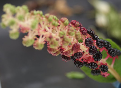 falsche_Brombeeren.jpg