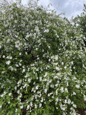 Exochorda macrantha The Bride April 2024.jpg