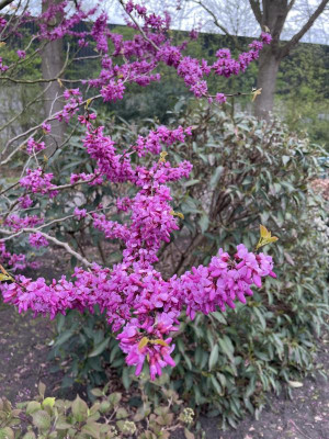 Cercis chinensis Avondale April 2024.jpg