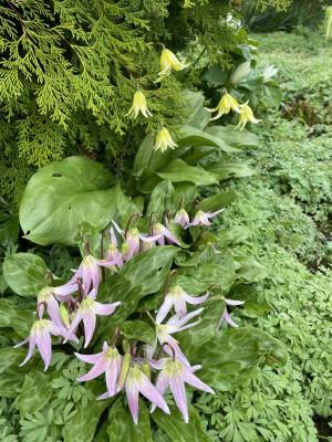 Erythronium April 2024.jpg