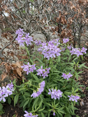Cardamine bulbifera April 2024.jpg