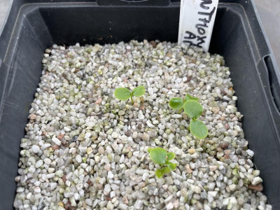Zanthoxylum americanum Germination März  2024.jpg