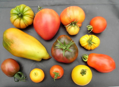 Tomaten_30.07.2008.JPG