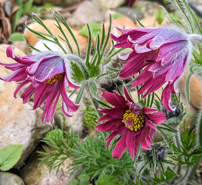 Pulsatilla.jpg