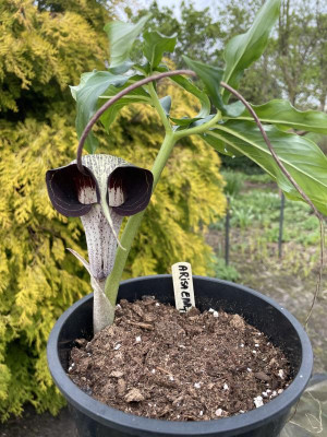 Arisaema thunbergii April 2024.jpg