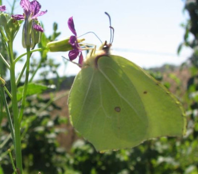 green_beauty.JPG