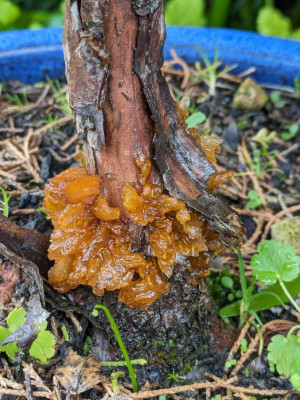 Pilz.24-1.jpg