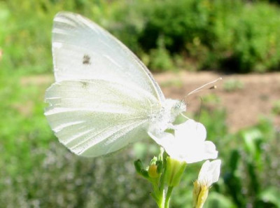 white_beauty.JPG