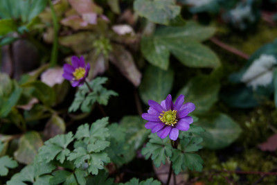 DSC01775_DxO.jpg