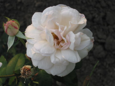 Mlle_de_Sombreuil_Ende_Juli_08.jpg