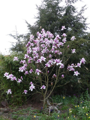 2024-04-02 Magnolia 'Atlas' 1.jpg